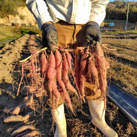 山芋の様に細長いのばかりの株もあった