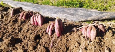 土がほぐれたら簡単に芋が手で掘れる