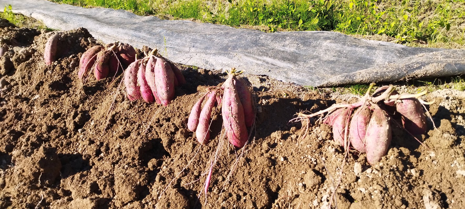 土がほぐれたら簡単に芋が手で掘れる