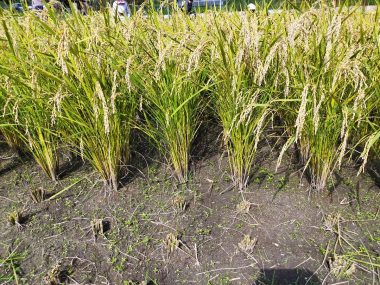 苗代の後を耕して翌日水を入れ荒代搔 きその翌日には田植した