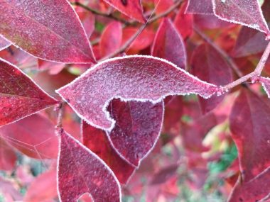 ブルーべリーの葉に霜が降りていた