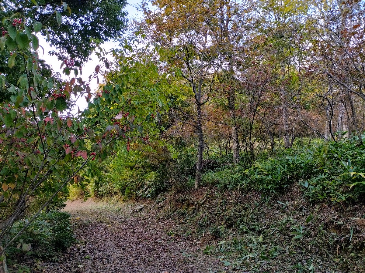 家の裏山も少し色付き始めた