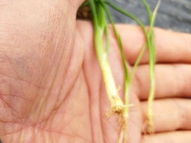 買った玉ねぎ苗 こんなに細い苗も1本として¥計算されていた
