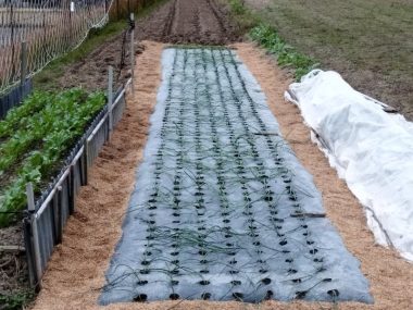 650本定植した頃には日も落ちて寒かった