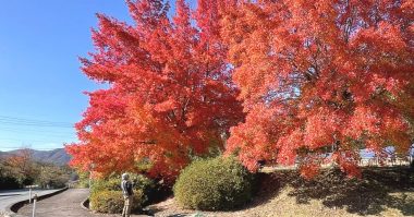 毎年、周辺の樹より格段に赤くなる