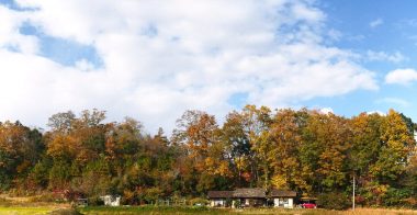 クヌギなどの紅葉も終盤で風が吹くと大きな葉が舞い落ちている裏山