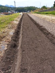 最近は最近は40mの1畝だけとなった