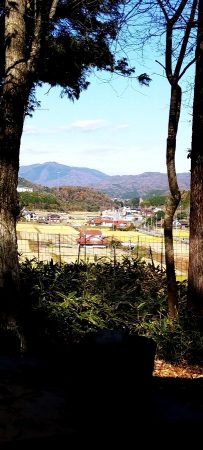 あずま屋から北方向がよく見えるように杉野下枝を落とした