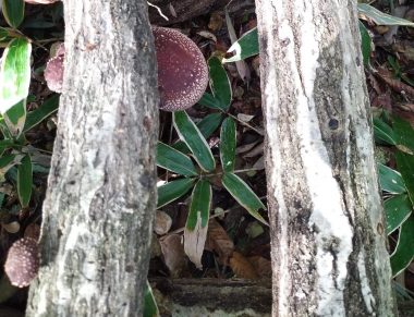 裏山の椎茸ホダギから生え始めた