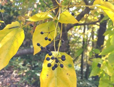 コシアブラの紅葉と実