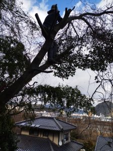 そのまま倒すと下の家に落ちそうなので枝を伐り降ろす