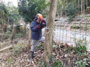 友人が樹形や伐倒方向によって色々な伐り方を試しているところ