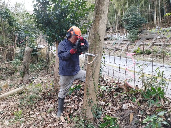 友人が樹形や伐倒方向によって色々な伐り方を試しているところ