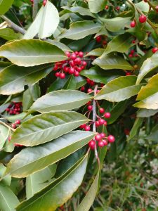 チェンソーで伐る時樫の木にしては軟らかく感じた、倒してみたら実がビッシリ付いていた、ナナミの木かも？