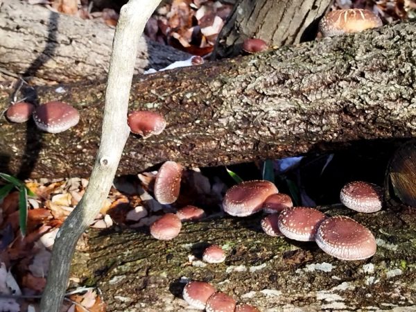 ホダ木が太かったので植菌してから4年目で一気に出てきた