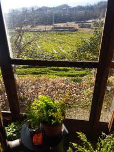 2/23　田圃は一気に緑色に