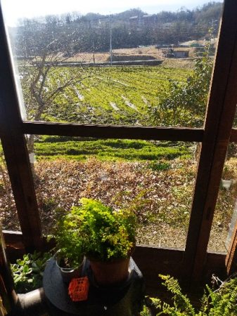 2/23 田圃は一気に緑色に