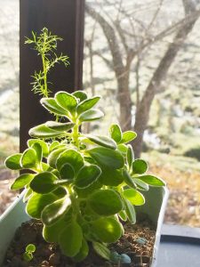 コーヒーを飲んでいると朝日が射しこんできた