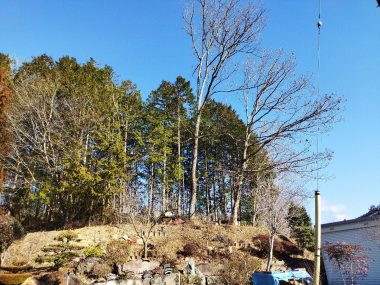 伐倒2日目は残り2本を倒して完了