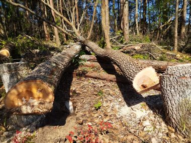 直径50cm～60㎝のクヌギ