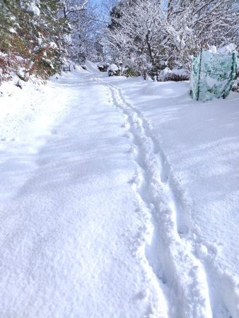 2/10 裏山へ上がる道