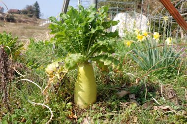 ［種が落ちては生え］を毎年繰り返し15年以上になる根性大根