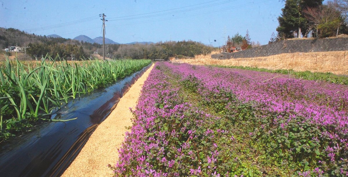 ホトケノザが満開状態