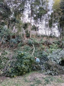 伐り終わってスッキリ