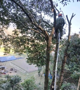 根元から伐ると下の畑に行くので登って枝を落として短くする