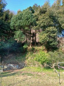 斜面の上側の樹を伐る