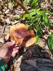 伐り倒しただけで植菌していないクヌギに直径20cmになり美味しくないのでそのままにしておいた