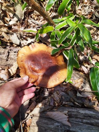 伐り倒しただけで植菌していないクヌギに直径20cmになり美味しくないのでそのままにしておいた