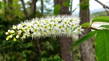 ミズメザクラの花
