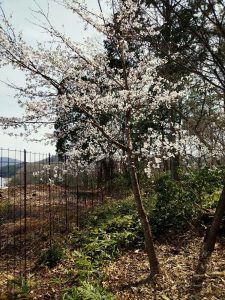 松さん吉さんが買ってきて植えたソメイヨシノは満開