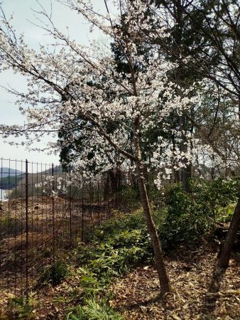 松さん吉さんが買ってきて植えたソメイヨシノは満開