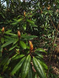 シャクナゲの見頃は20日ころかな？