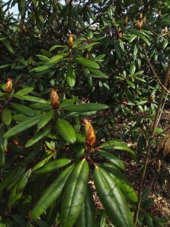 シャクナゲの見頃は20日ころかな？