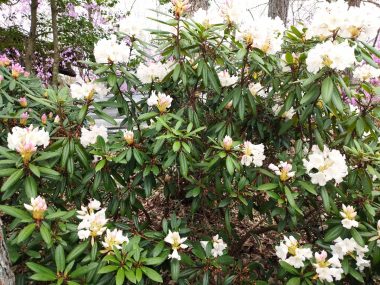 白っぽいシャクナゲ