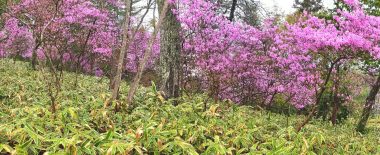 見ごろになった裏山のツツジ