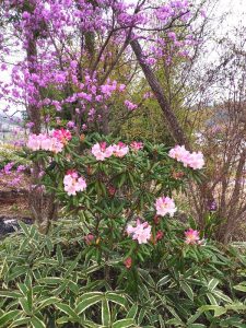 白っぽい花の種が落ちて生えたけど色が濃い