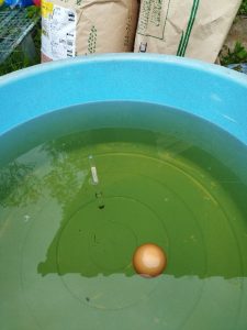 比重計と生卵で塩水濃度を確認