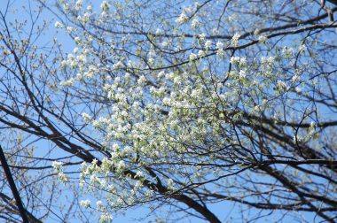 ザイフリ木の花