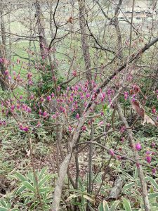 ツツジは早い木でツボミが大きくなってきた見頃は20日ころかも？