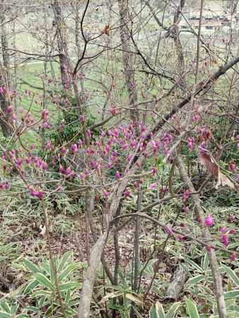 ツツジは早い木でツボミが大きくなってきた見頃は20日ころかも？