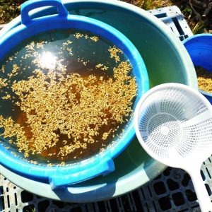 塩水に種もみを入れて充実して沈んだ籾を使います