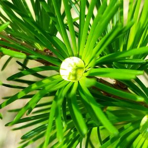 カラマツの芽に水滴