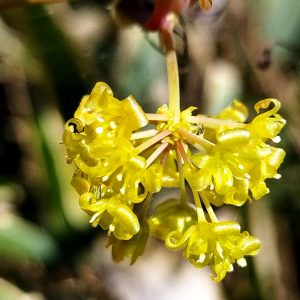 蠟細工のような透明感のサルトリイバラの花　秋には真っ赤な実をつける