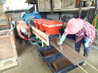 苗箱の覆土が残っていたら手で払い落す