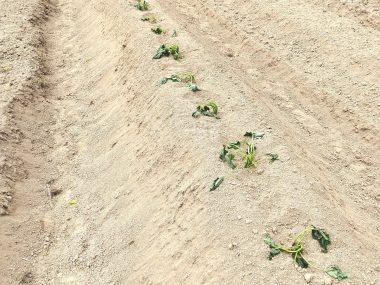 20日に植えた直後の萎れた状態