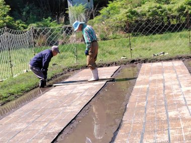①苗箱を踏んで土に圧着させる　通路には少し水を入れると歩きやすい